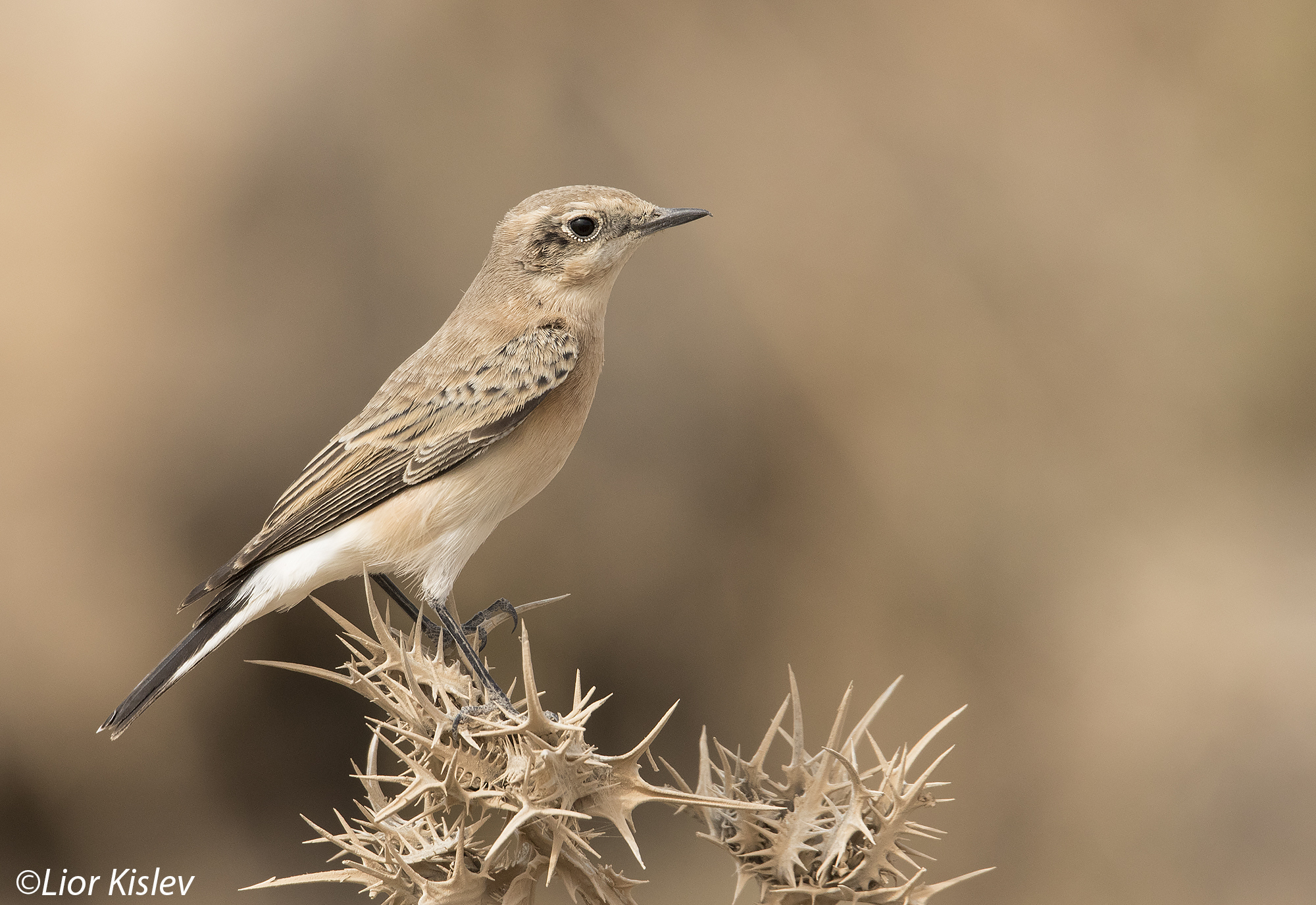 Black-eared Wheatear Oenanthe hispanica ,Golan heights, September 2015. Lior Kislev